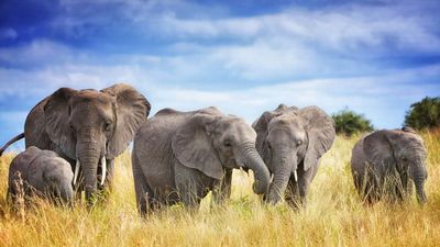 Luxury Serengeti, Ngorongoro & Tarangire Drive-In Safari - Image - 2596